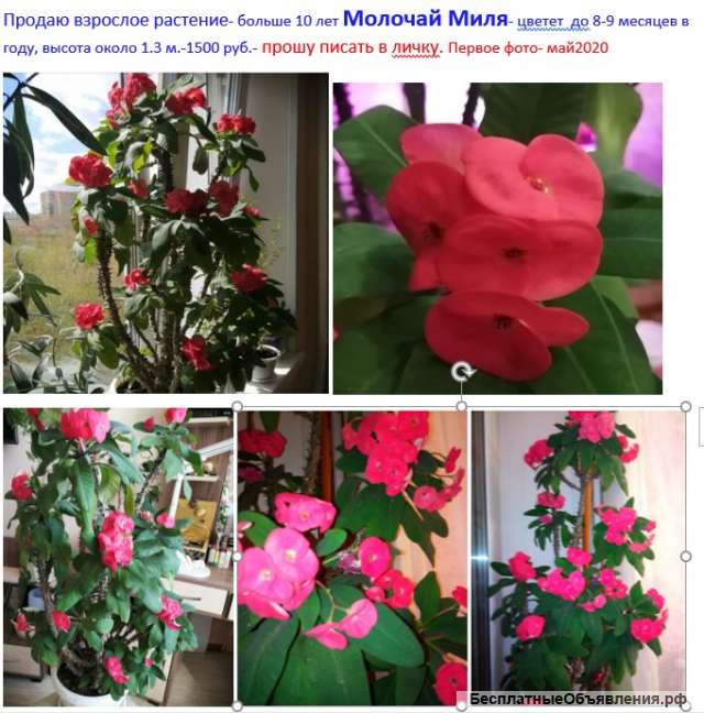 Молочай Комнатный Цветущий Фото